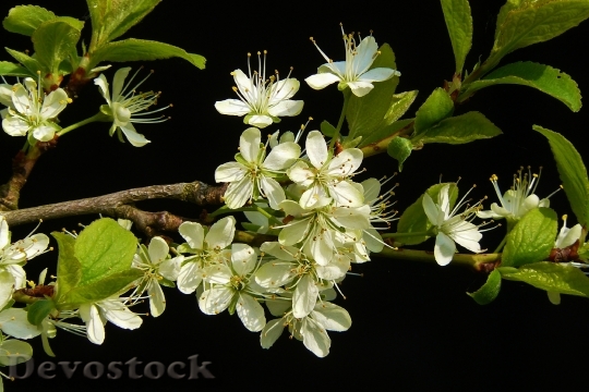 Devostock Flowering Twig Blossom Bloom