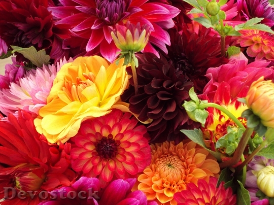 Devostock Flowers Assorted Colorful Mums