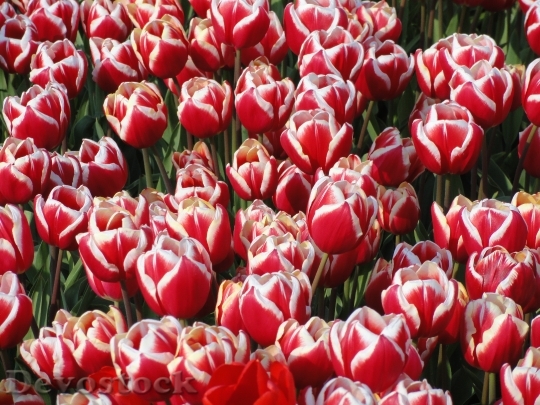 Devostock Flowers Blooms Tulips Red