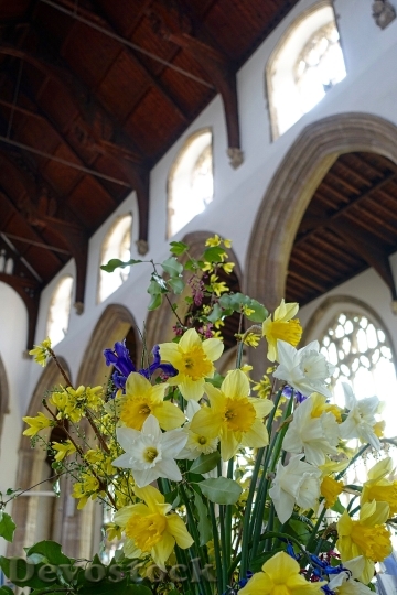 Devostock Flowers Cathedral Yellow Daffodils
