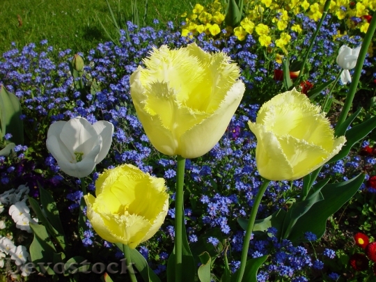 Devostock Flowers Plant Tulips Yellow
