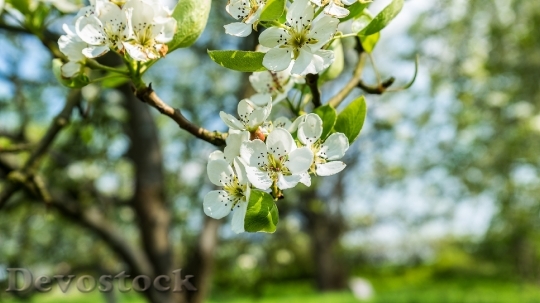Devostock Flowers Tree Apple Pear
