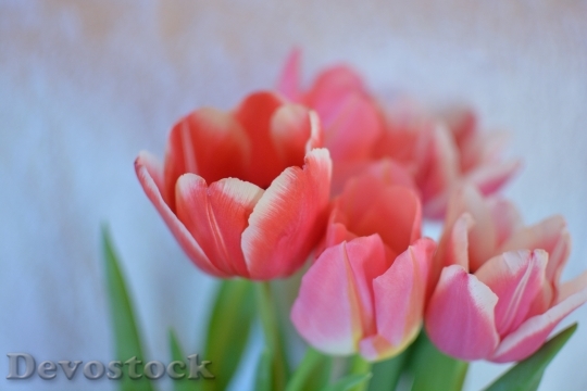 Devostock Flowers Tulip Bright Spring