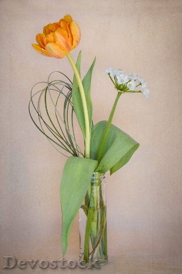 Devostock Flowers Tulip Orange Flower