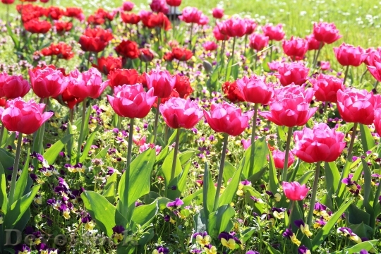 Devostock Flowers Tulip Spring Nature