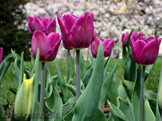 Devostock Flowers Tulips Beauty Colored