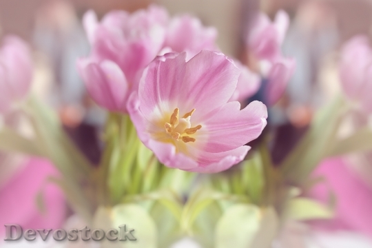Devostock Flowers Tulips Blossom Bloom 0