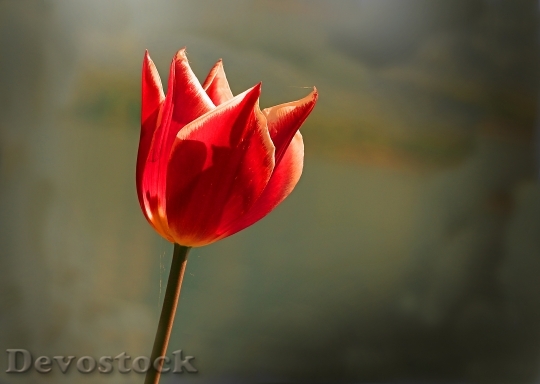 Devostock Flowers Tulips Color Spring