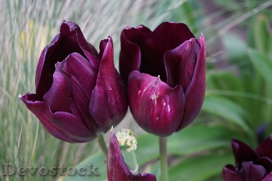 Devostock Flowers Tulips Flora Flowering