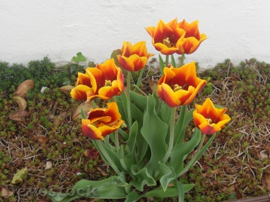 Devostock Flowers Tulips Floral Greeting