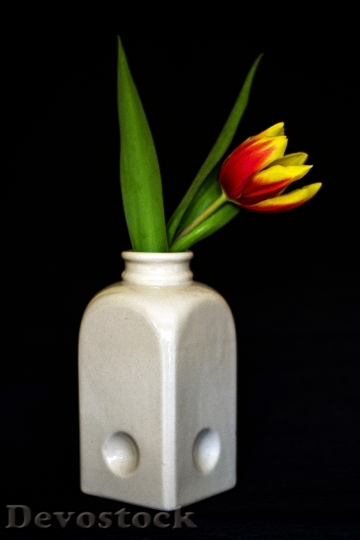 Devostock Flowers Tulips Flower Vase