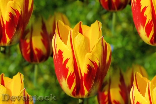 Devostock Flowers Tulips Holland Colorful