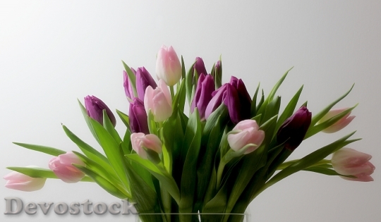 Devostock Flowers Tulips Nature Spring 0