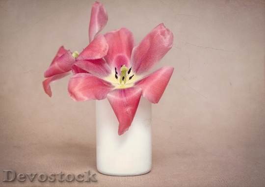 Devostock Flowers Tulips Pink Petals