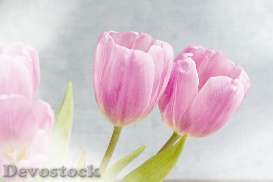 Devostock Flowers Tulips Pink Pink 0