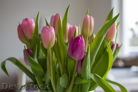 Devostock Flowers Tulips Pink Violet