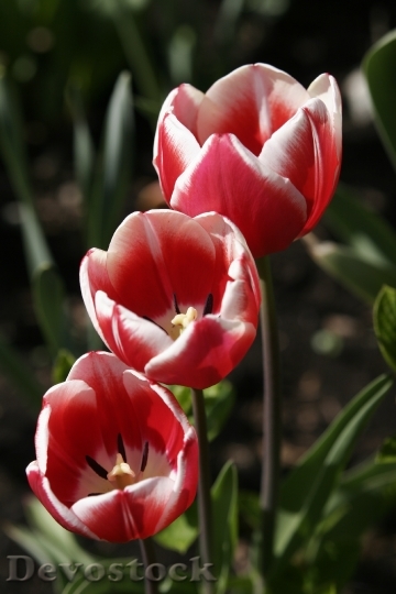 Devostock Flowers Tulips Plants Floral