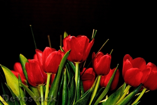Devostock Flowers Tulips Red Nature