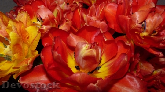 Devostock Flowers Tulips Red Orange