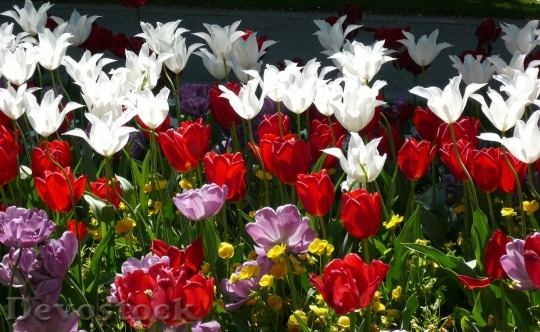 Devostock Flowers Tulips Red White