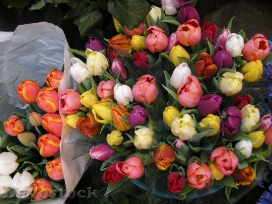 Devostock Flowers Tulips Spring 1305279