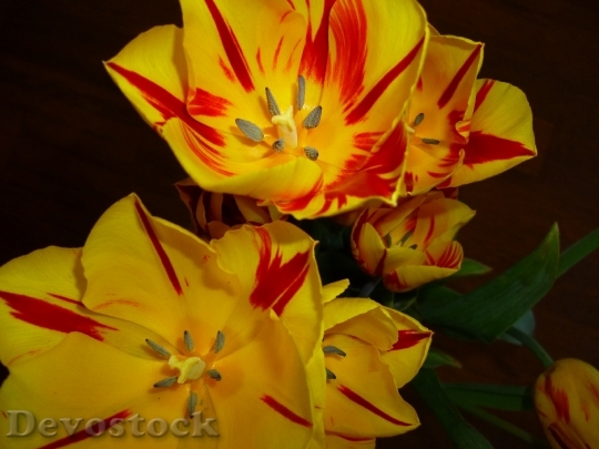 Devostock Flowers Tulips Spring 44885