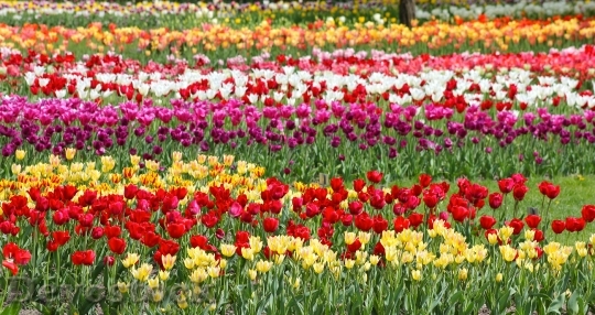 Devostock Flowers Tulips Spring 52620