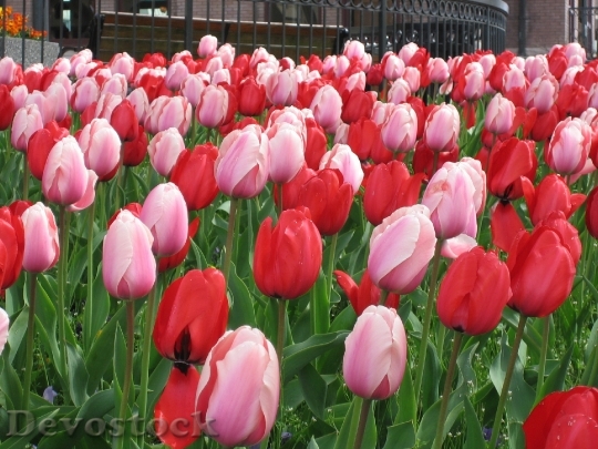 Devostock Flowers Tulips White Red 0