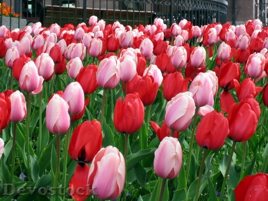 Devostock Flowers Tulips White Red