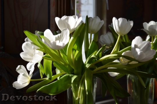 Devostock Flowers Tulips White Spring