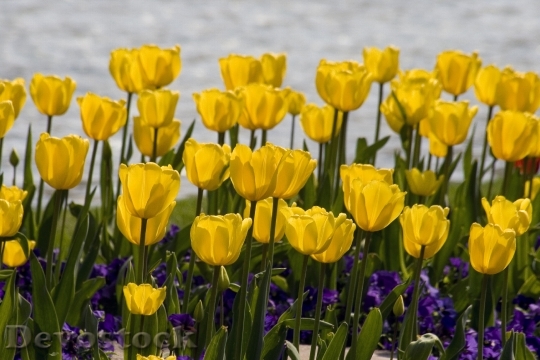 Devostock Flowers Tulips Yellow 659514