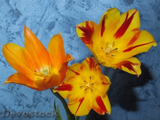 Devostock Flowers Tulips Yellow Beautiful
