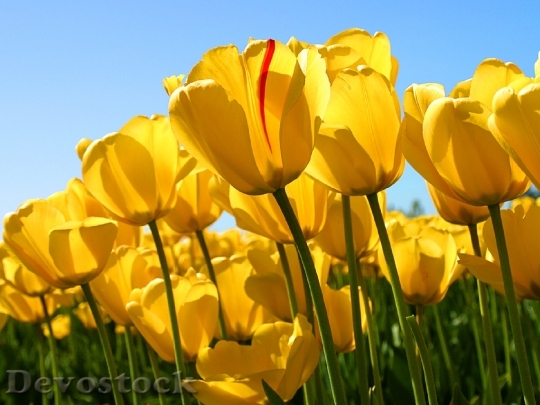 Devostock Flowers Tulips Yellow Growing