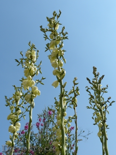 Devostock Flowers White Yucca 167889