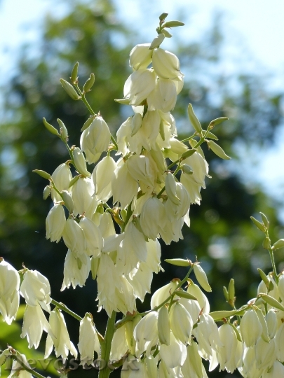 Devostock Flowers White Yucca 167930