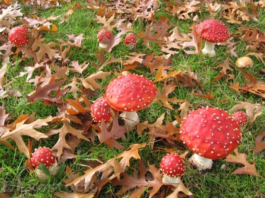 Devostock Fly Fungi Nature Leaves