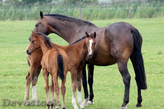 Devostock Foal Horses Animal Pasture
