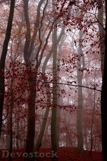 Devostock Fog Forest Nature Autumn