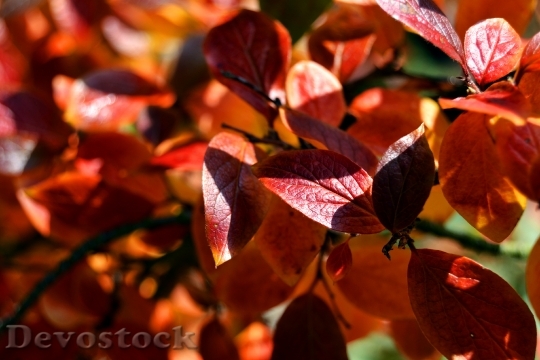 Devostock Foliage Autumn Red Colors