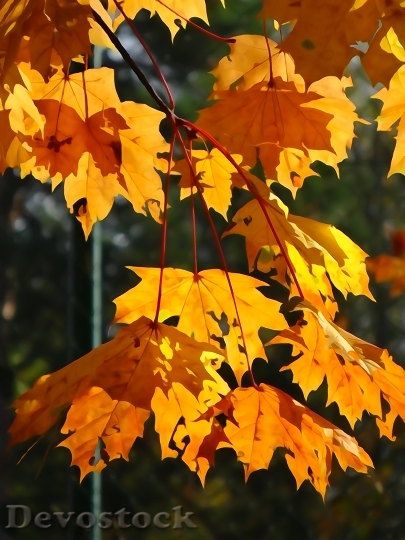 Devostock Foliage Autumn Yellow Leaves 0