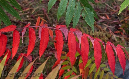 Devostock Foliage Colorful Leaves 517842