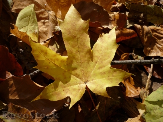 Devostock Foliage Holidays Yellow Autumn