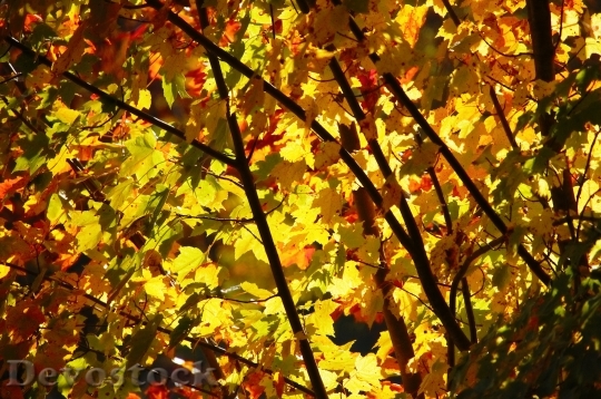 Devostock Foliage Leaves Autumn Color