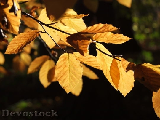 Devostock Foliage Tree Autumn Trees