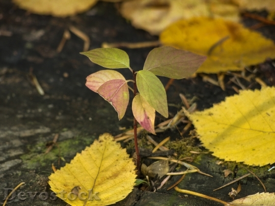 Devostock Foliage Yellow Leaves Autumn 6