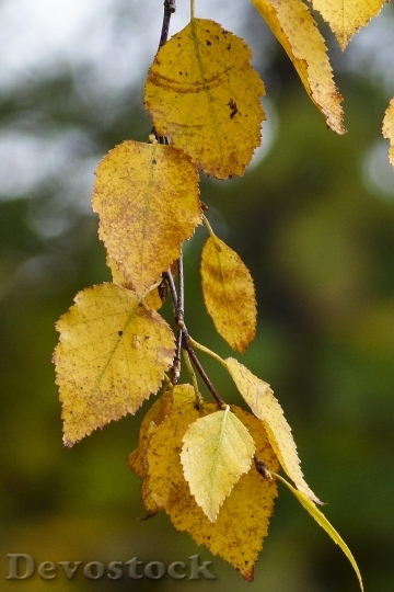 Devostock Foliage Yellow Leaves Autumn