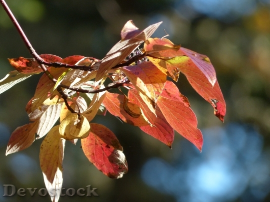 Devostock Foliage Yellow Red Leaves