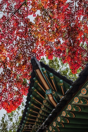 Devostock Forbidden City Autumn Autumn