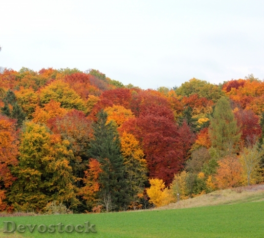 Devostock Forest Autumn Colorful 83829