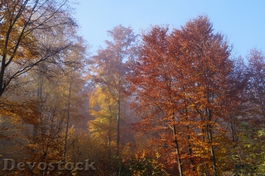 Devostock Forest Autumn Colorful Leaves
